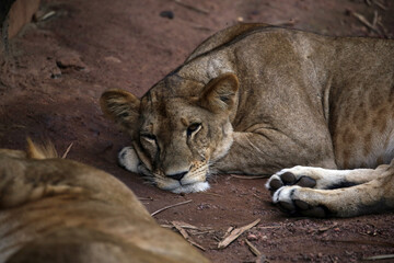 lion cub panthera leo