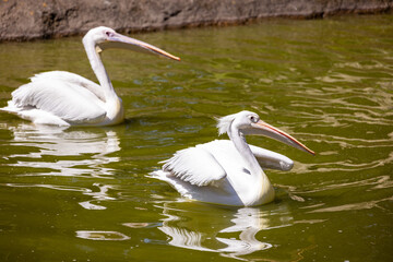 White Pelican in the park
