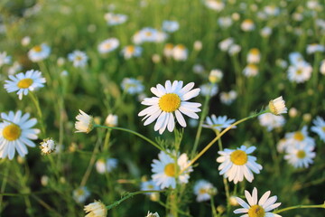 many beautiful flowers of daisies in the meadow in summer