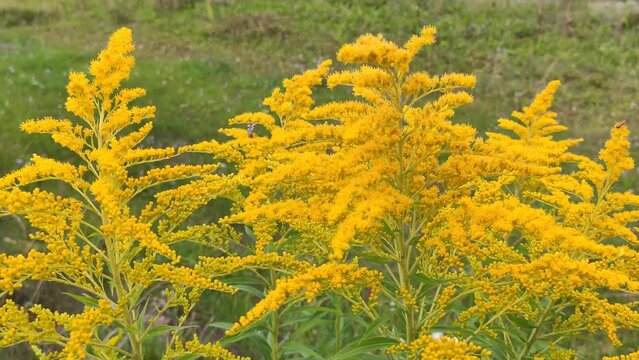 Goldenrod or Solidago plants in flowering season. Bright yellow garden flowers. 