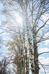 Landscape with birch trees. The sun through the branches of trees. Flora of the Plains