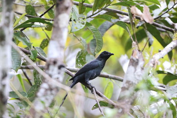 Long-tailed starling (Aplonis magna) is a species of starling in the family Sturnidae. It is endemic to the Schouten Islands off West Papua, in Indonesia.