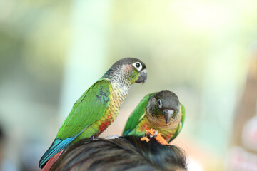 green and yellow macaw