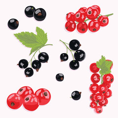 Currant vector icons. Currant black and red with and without leaves. Realistic berry icons.