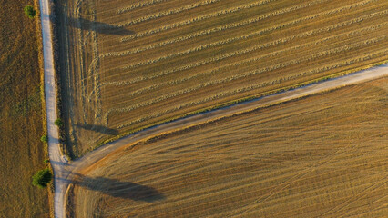 Overhead view of a rural road and several trees in the middle of a wheat field © oscar