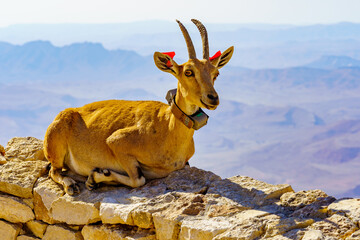 Nubian Ibex with scientific tracking tag, Makhtesh Ramon