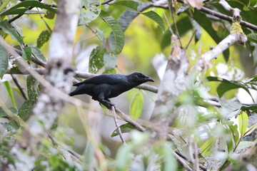 Long-tailed starling (Aplonis magna) is a species of starling in the family Sturnidae. It is endemic to the Schouten Islands off West Papua, in Indonesia.
