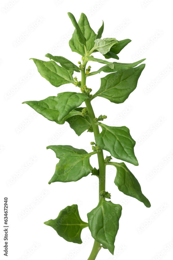 Sticker Twig of fresh raw New Zealand spinach isolated on white background