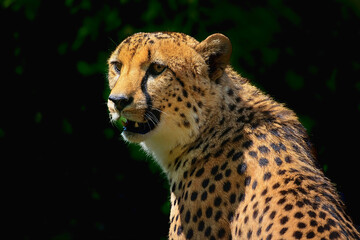 Gepard © Helmut