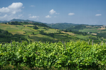 Fototapeta na wymiar Rural landscape on Tortona hills, Piedmont, Italy