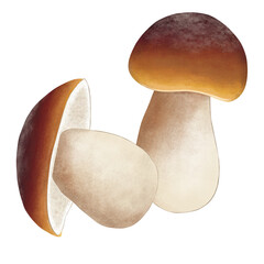 Porcini mushroom, Phaeogyroporus portentous., Bolete mushroom, Boletus sp., penny bun - obrazy, fototapety, plakaty