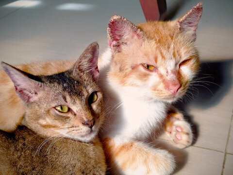 The friendship between a brown little cat and a cute orange cat