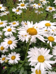 Camomile field. Large chamomile flowers in natural surroundings. White flowers on a green background. Close-up photograph of wildflowers. Nice summer photo.