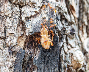 Cicadas (locust) molt dry, leave behind, and large red ants are eating food. on brown tree bark in...