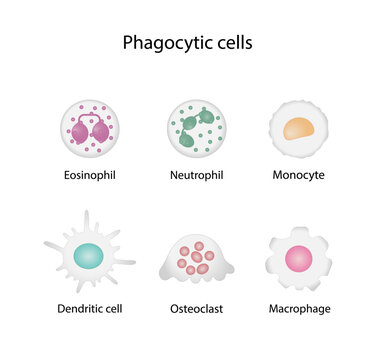 Phagocytic cells. Phagocytosis. Macrophages, dendritic cells, neutrophils, monocytes, osteoclasts and eosinophils are immune response to infections. Vector illustration.