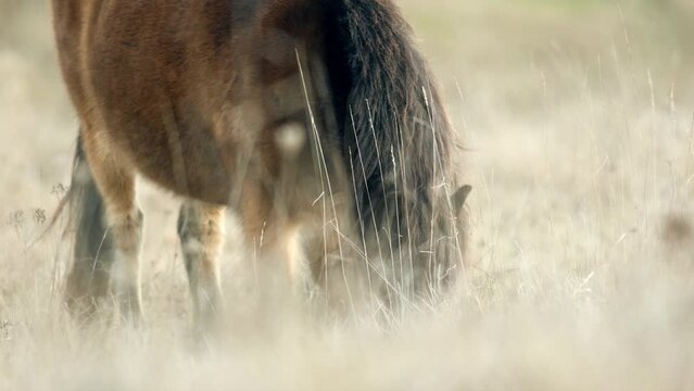 Detail of grazing sunlit wild exmoor pony horses in late autumn nature steppe habitat in Milovice, Czech republic. Protected animals considered as horse ancestor maintain the environment of steppe