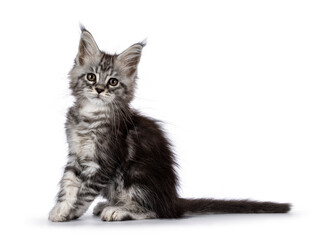 Cute silver gray cat kitten, sitting up side ways. Looking towards camera. Isolated on a white background.