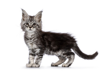 Cute silver gray cat kitten, standing up side ways. Looking towards camera. Isolated on a white background.