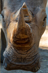 Fototapeta premium rhino close up