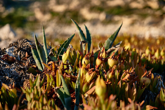 Strandblumen auf Sardinien