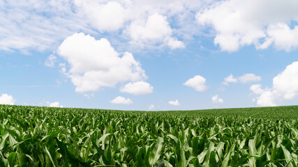 Green spring corn field. Maize crops. Rural cloudy landscape background. Copy space wallpaper.