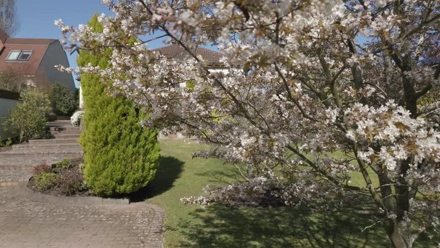 Amelanchier lamarckii tree in flower in front garden, England