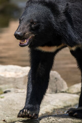 close up of a walking black bear
