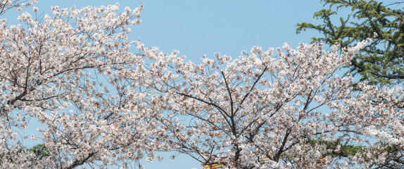 cherry blossom