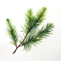 Fir branch watercolor illustration isolated on white background