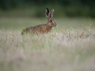 Naklejka na ściany i meble European hare or Brown hare, Lepus europaeus