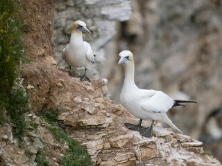 Gannet, Morus bassanus