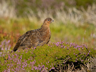 Red grouse, Lagopus lagopus scotica
