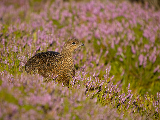 Red grouse, Lagopus lagopus scotica