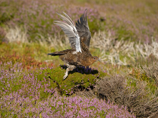 Red grouse, Lagopus lagopus scotica