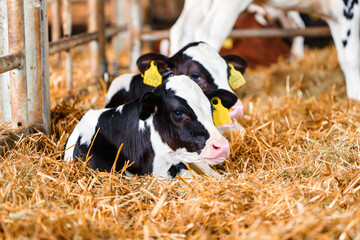 Close cute young calf lies in straw. calf lying in straw inside dairy farm in the barn. New born calf resting on straw bed - Powered by Adobe