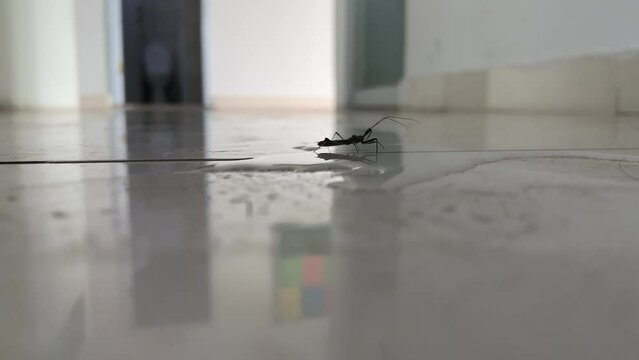 Strider insects walk on water, water strider, Black insect on water surface, 
