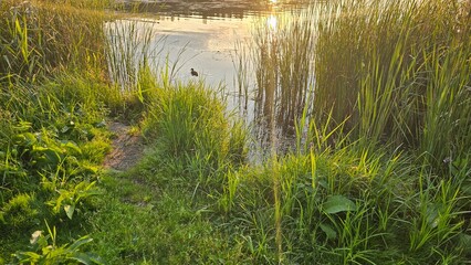 grass on the river