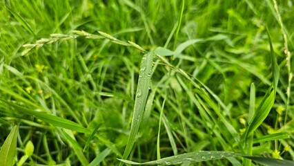 green grass background