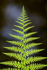 Symmetric frond of Lady fern ((Athyrium filix-femina) isolted on dark blurred background....