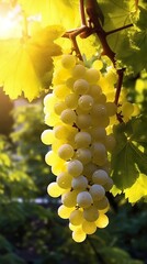 grapes in the garden