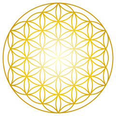金色フラワーオブライフの神聖幾何学模様のイラスト