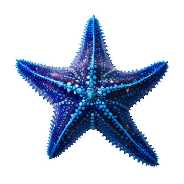 A blue starfish isolated on a transparent background