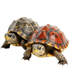 Obraz premium turtles looking isolated on white