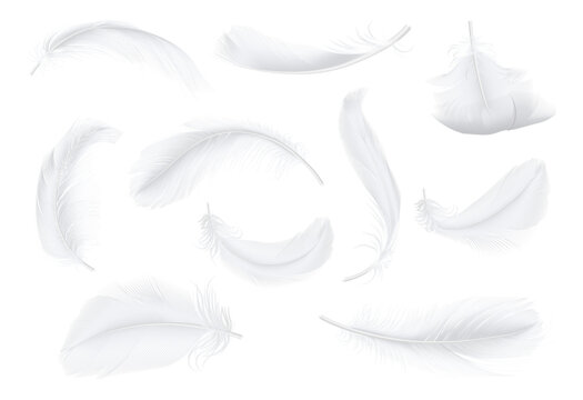 Plumage of birds, goose or chicken, realistic illustration collection. Isolated flying soft and pure feathers, nature and wilderness. Fluffy plumelets with fluff from wings of bird animals