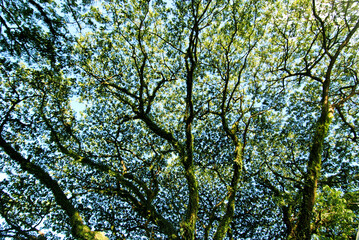 background derived from green leaves for printing packaging clothes and cards
