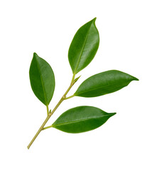 green leaves white background