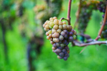 Close to ripe grapes on a vine in a hillside vineyard in Europe. Close up shot, shallow depth of field, no people
