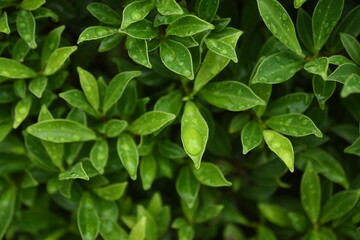 background derived from green leaves for printing packaging clothes and cards
