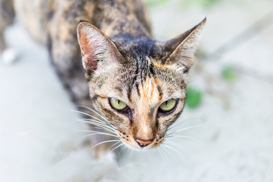 Closeup up stray cat face with curious look over blurred background, asian stray cat