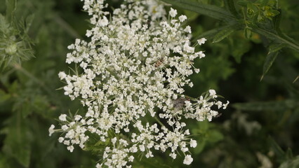 Summer field and forest flowers

